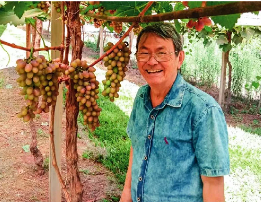 Uvas no Sistema Pegue e Pague na Região do Limoeiro