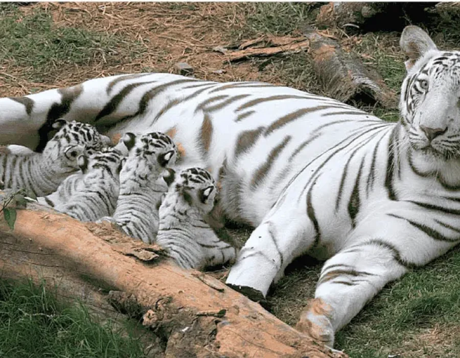 Quatro Filhotes de Tigre Branco Nascem em Zoológico Japonês